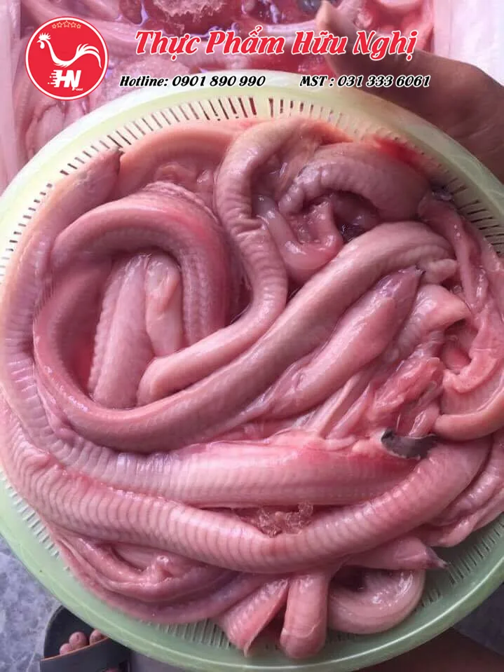 cá mút đá 221as