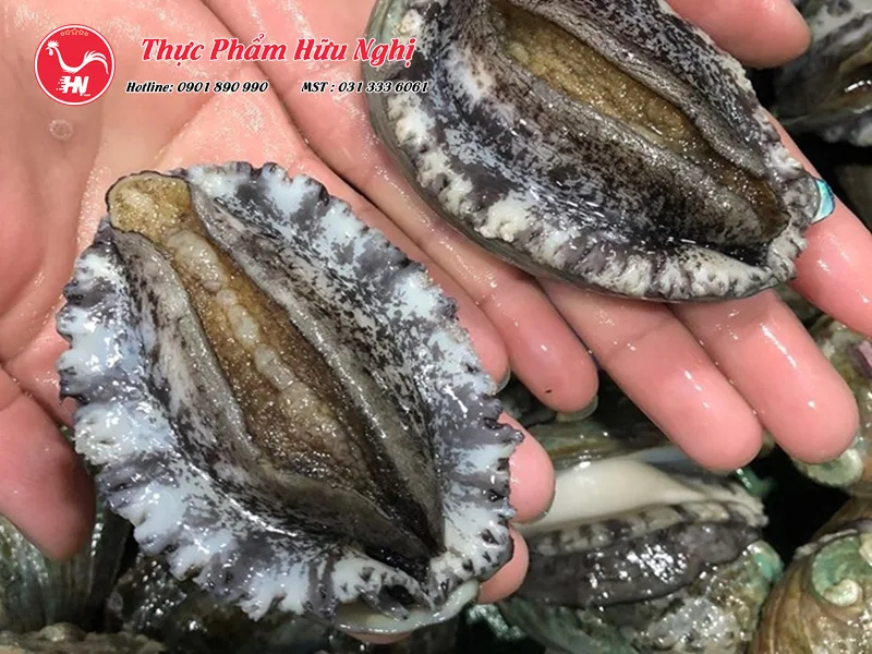 cách chọn bào ngư tươi ngon 2