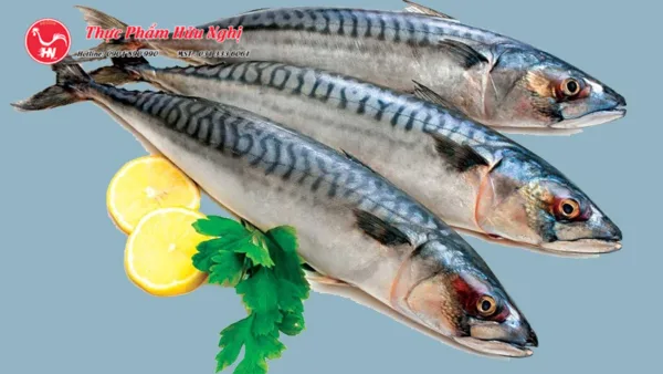 Cách chọn cá SaBa Nhật Tươi Ngon 232 tải xuống