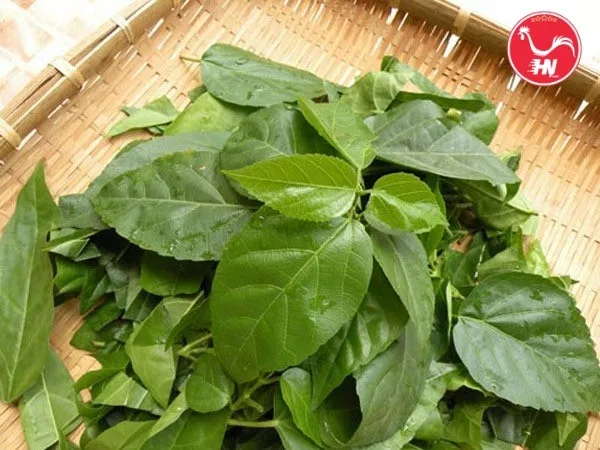 lá cách và thịt bò s (1)