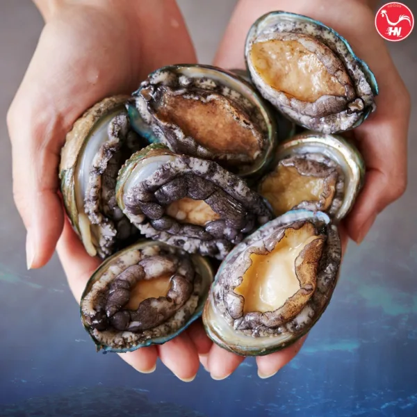 Chế Biến Bào Ngư Hấp Siêu Ngon Bổ Dưỡng 2as62as
