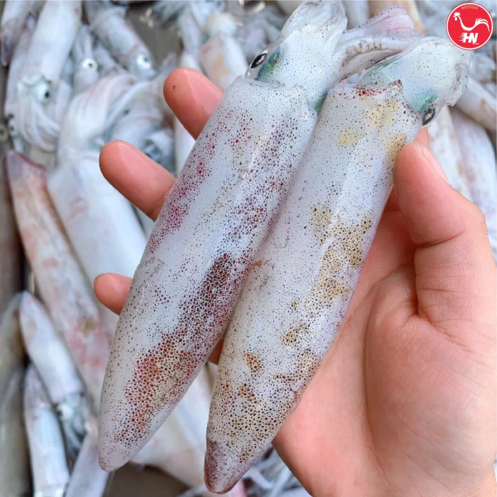 Khám Phá Nguồn Gốc Của Mực Trứng Hành Trình Từ Biển Khơi 26asa
