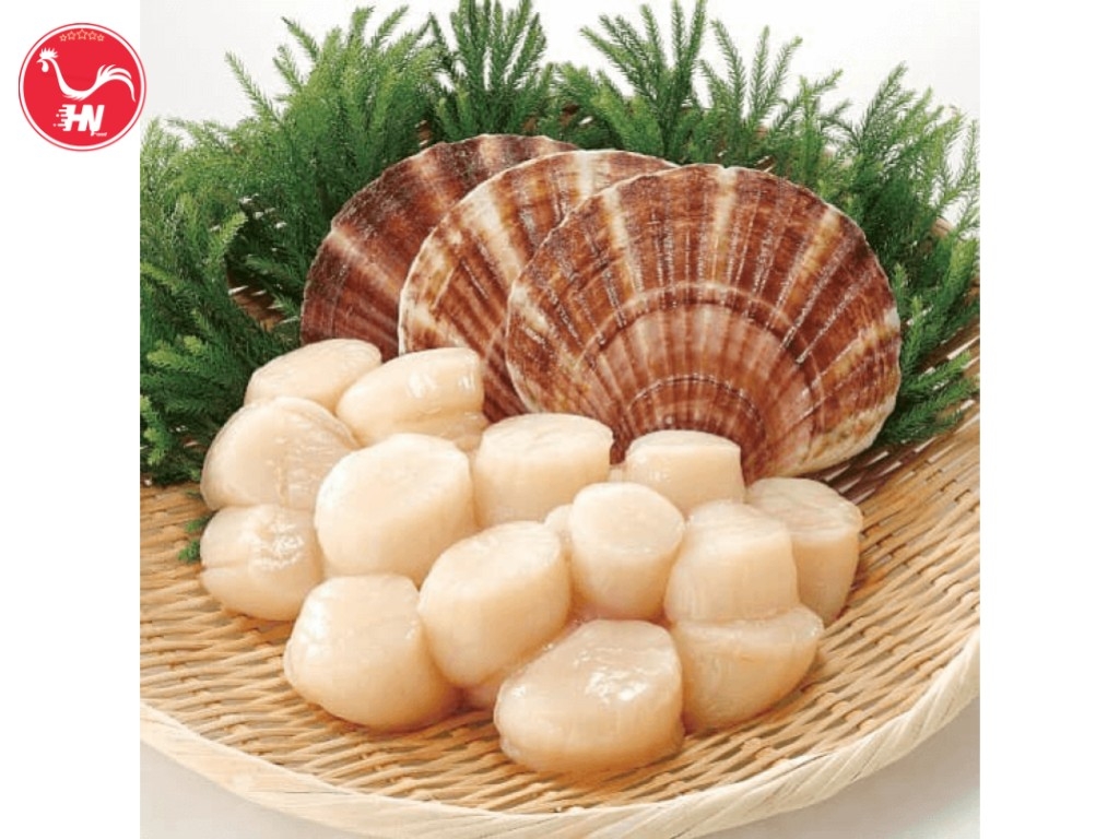 Công Ty Cung Cấp Cồi Sò Điệp Nhật Chính Hãng Tại HCM s-1-